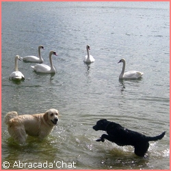 promenade chien